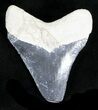 Serrated, Grey Bone Valley Megalodon Tooth #21557-1